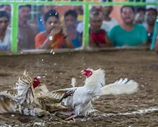 Foto Bola Slot Menang Judi Gaya Tarung Ayam